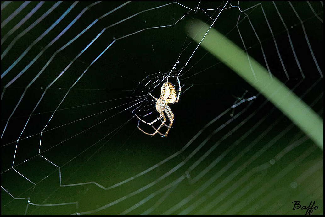 Metellina sp.